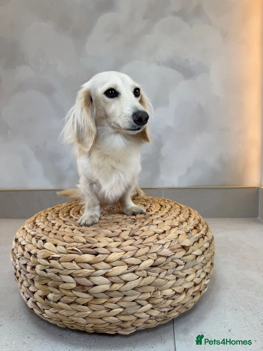 Miniature Dachshund dogs for sale: Intensity cream long hair miniature Dachshunds 🍦 - Advert 1
