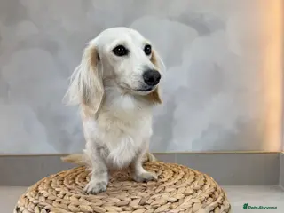 Miniature Dachshund dogs Intensity cream long hair miniature Dachshunds 🍦 - Advert 6