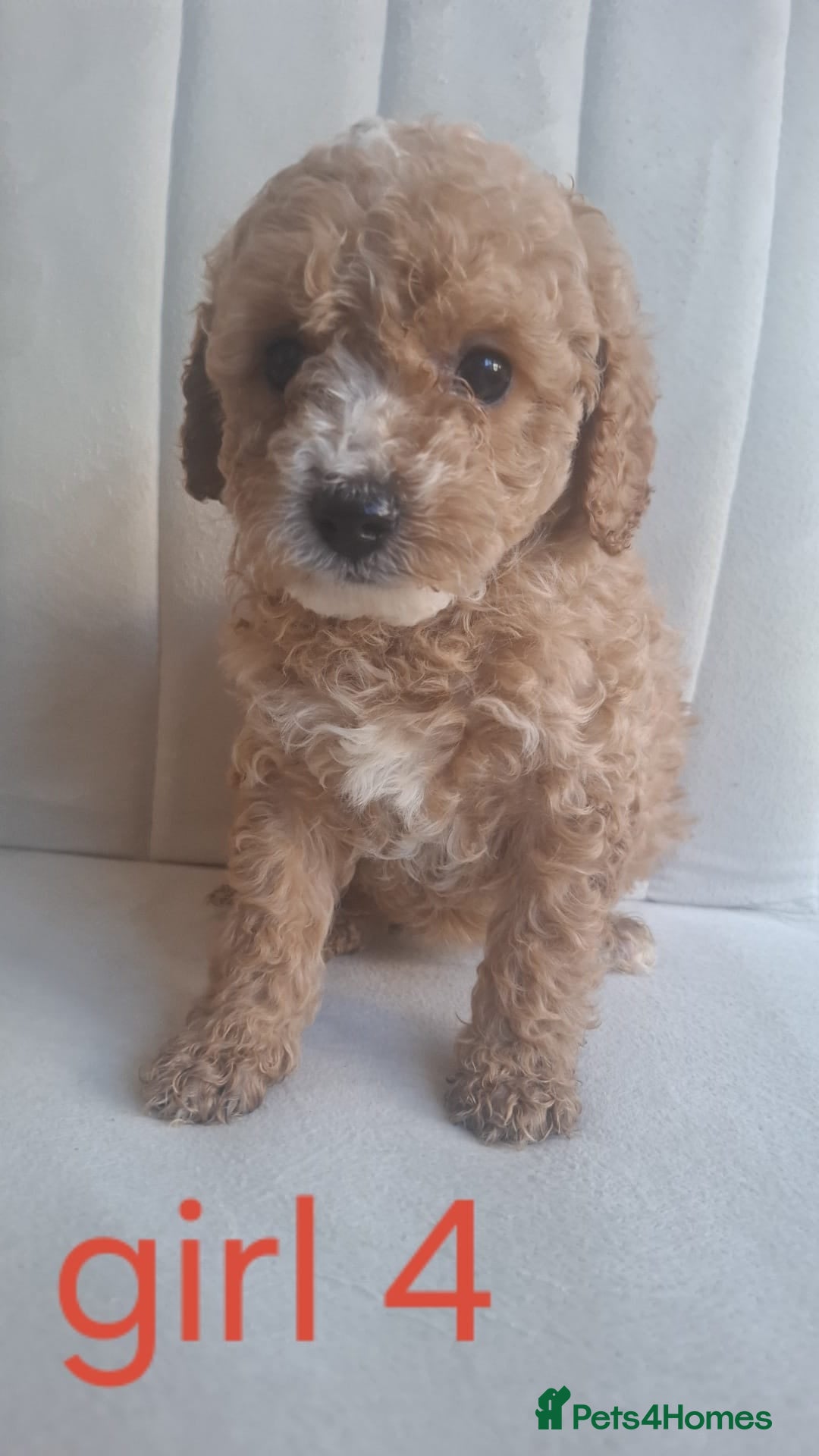 Cavapoo dogs Cavapoo beautiful 😍 litter rare fox red ♥️  - Advert 1