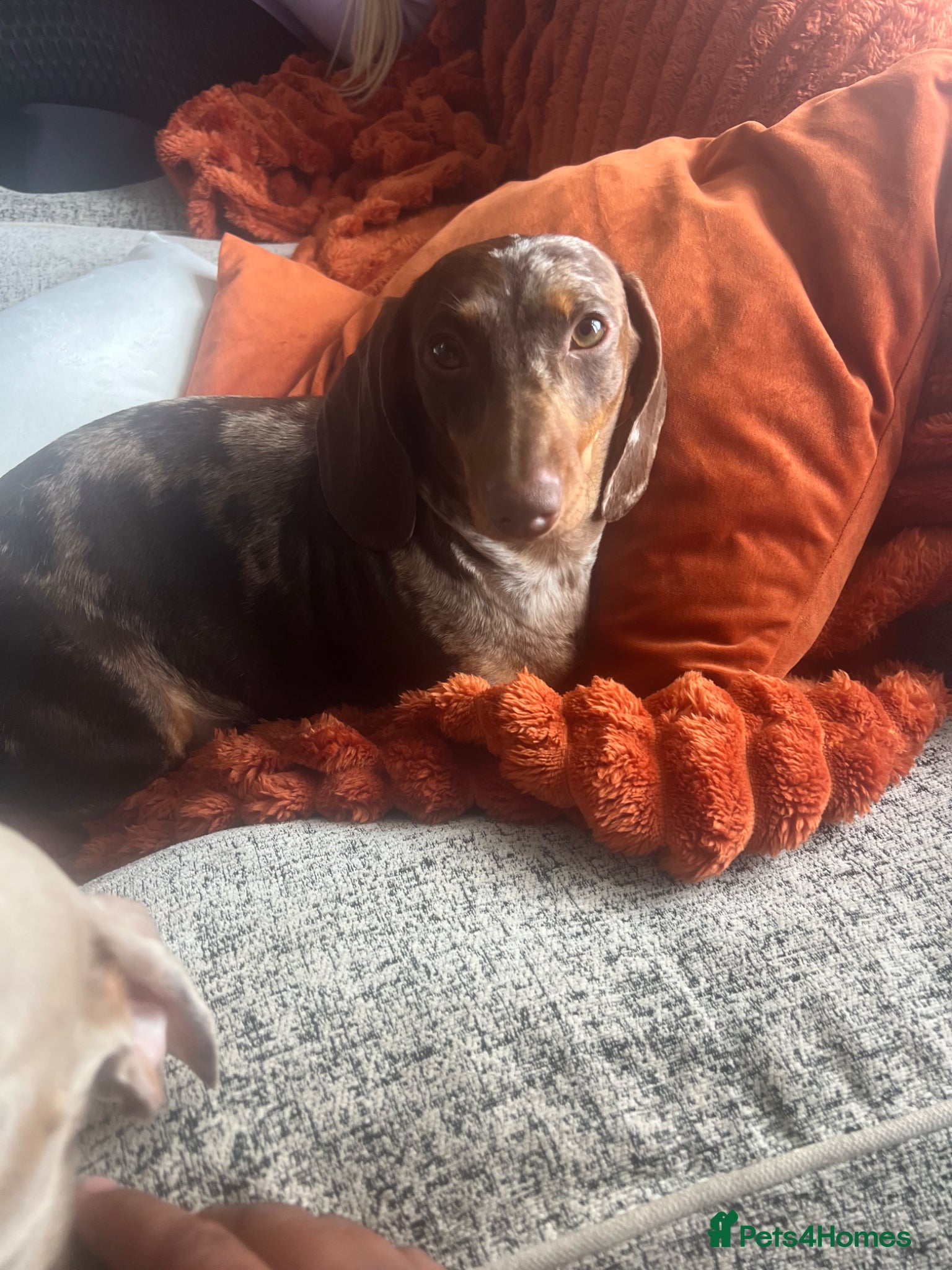 Miniature Dachshund dogs for sale: Miniature KC Daschund  - Advert 4