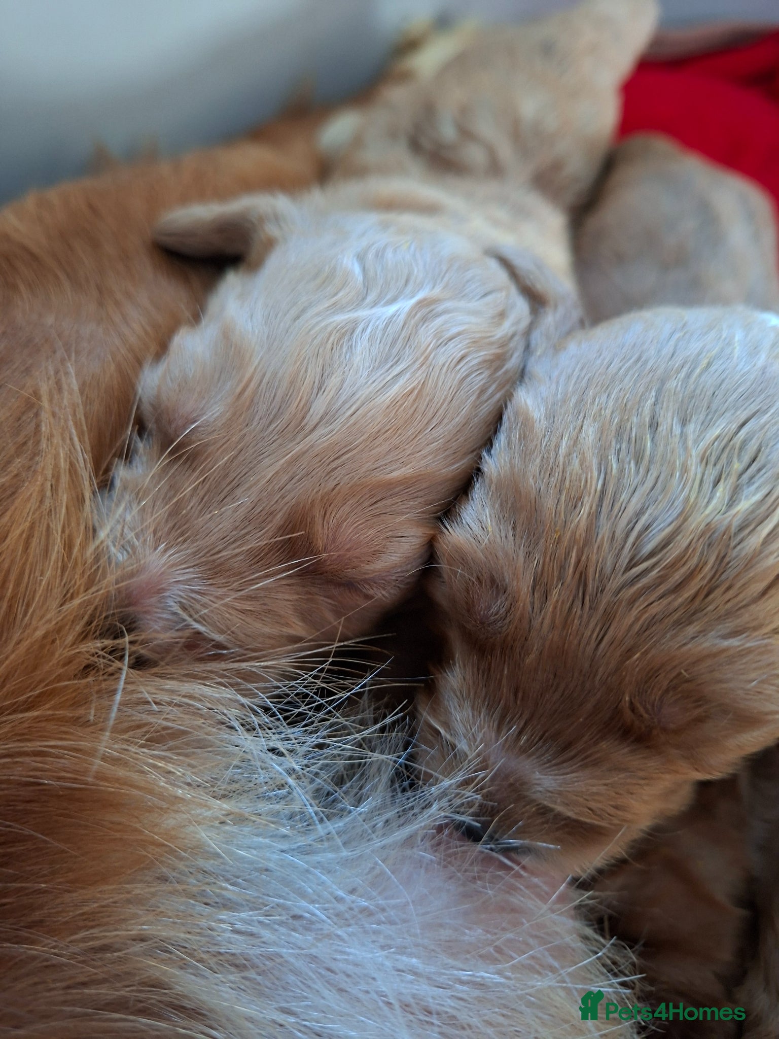 Cockapoo dogs F1 Cockapoo puppies  - Advert 2