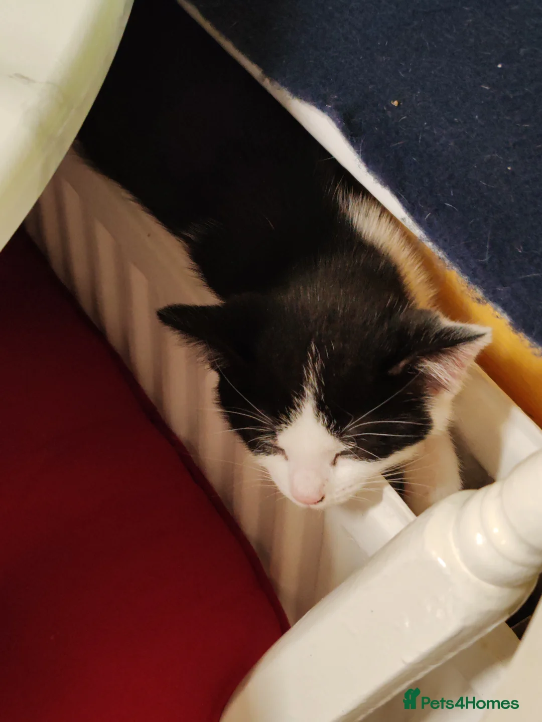 Mixed Breed cats for sale: Loving kittens are looking for a new home - Advert 14