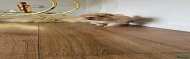 Shar Pei 3