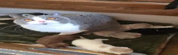 British Shorthair cats for sale: Stunning British Shorthair Kittens  - Advert 16