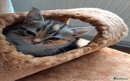 Mixed Breed cats for sale: Four fluffy stress reducers looking for new homes - Image 7