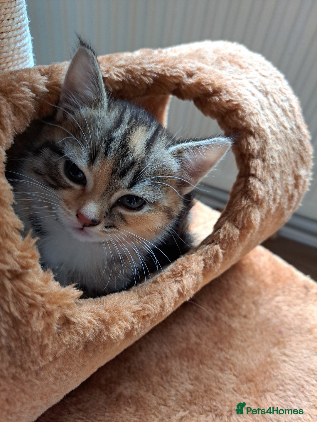 Mixed Breed cats for sale: Four fluffy stress reducers looking for new homes - Image 7