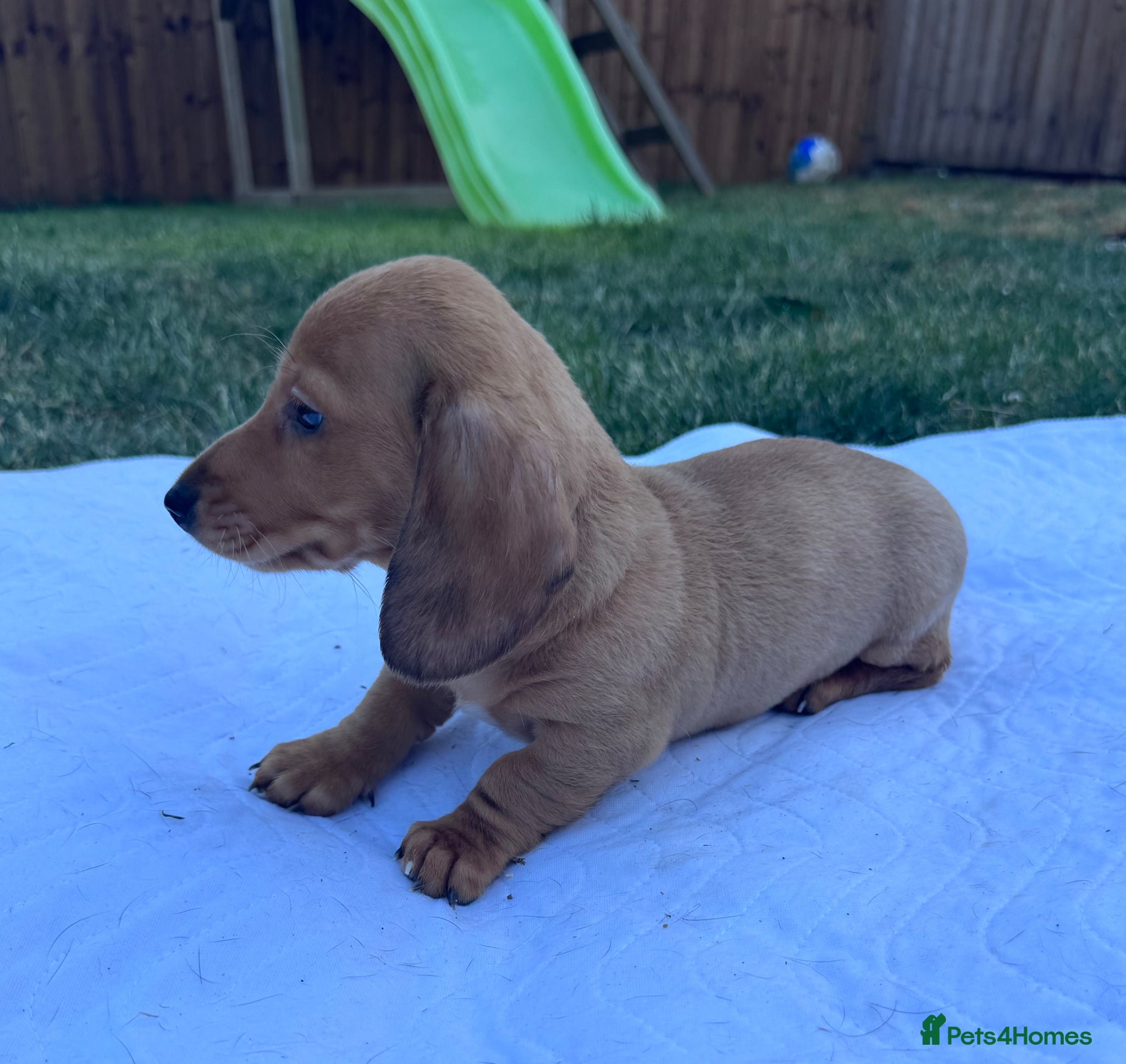 Miniature Dachshund dogs for sale: Adorable mini smoothe dachshund puppies - Advert 8