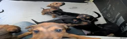 Mixed Breed dogs for sale: Mixed breed shepherds for sale - Advert 17