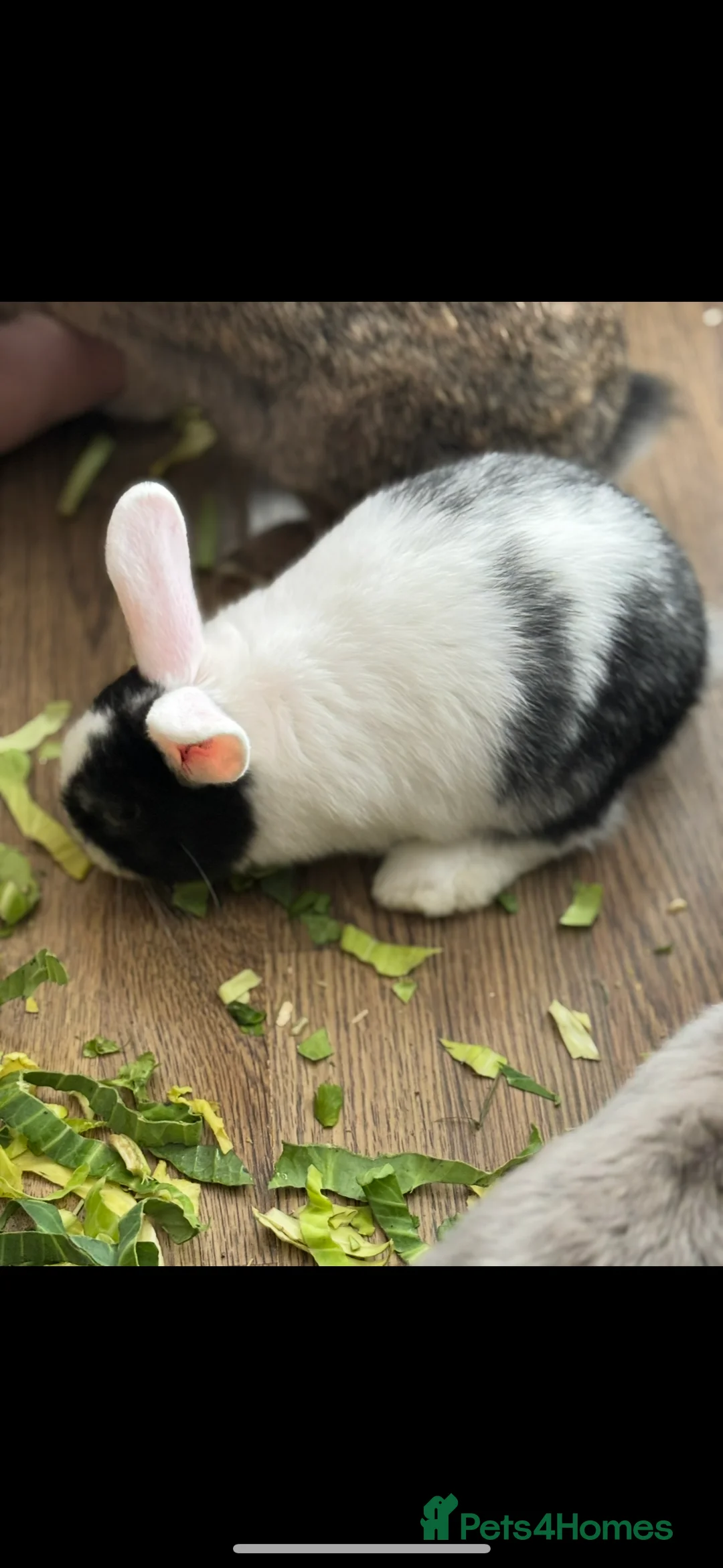 Mixed Breed rabbits for sale: 5 mixed baby rabbits - Advert 2