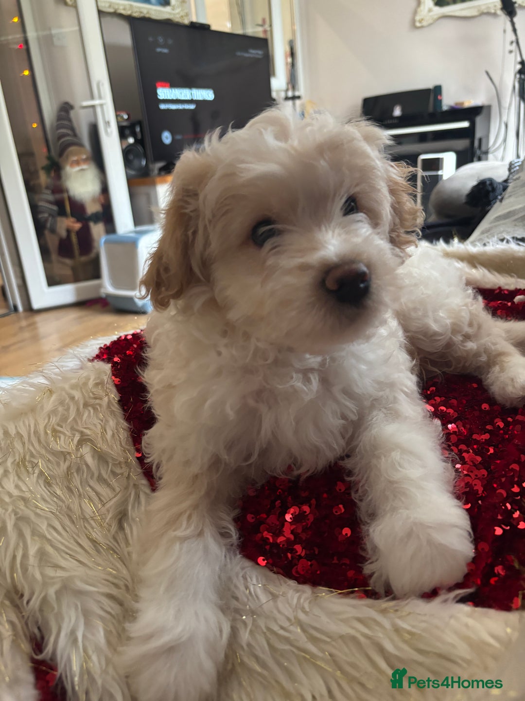 Mixed Breed dogs for sale: 💙 Blue Baby Boy Wants a new home 💙 - Advert 7