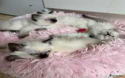 Ragdoll cats for sale: GCCF registered Ragdoll kittens - Image 14
