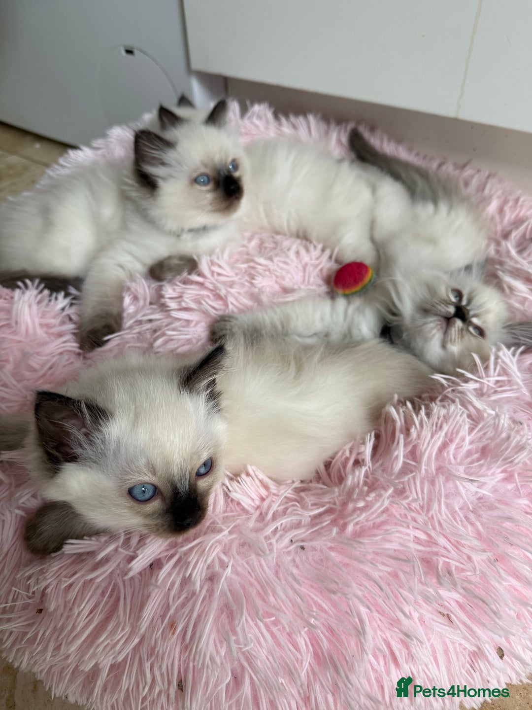 Ragdoll cats for sale: GCCF registered Ragdoll kittens - Image 14