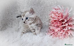 Bengal cats for sale: 🏆OUTSTANDING SHOW WINNING BENGALS KITTENS🔥 - Image 12