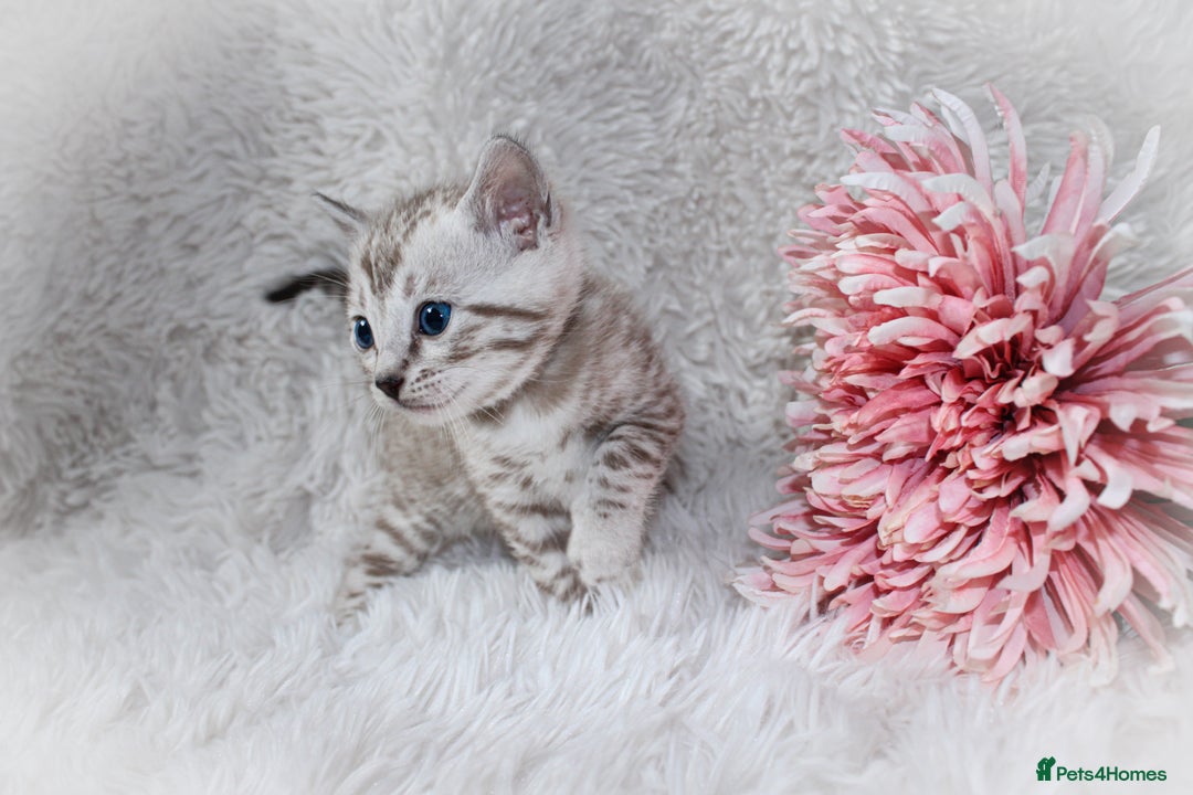 Bengal cats for sale: 🏆OUTSTANDING SHOW WINNING BENGALS KITTENS🔥 - Image 12