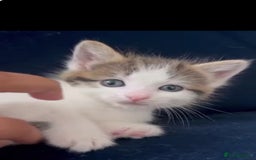Mixed Breed cats for sale: Beautiful mixed kittens  - Image 6