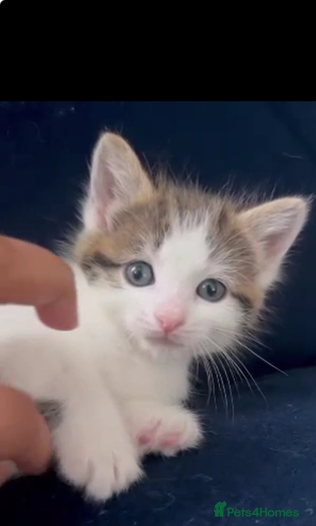 Mixed Breed cats for sale: Beautiful mixed kittens  - Image 6