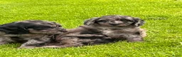 Cockapoo dogs for sale: Beautiful Cockapoo puppies  - Advert 18