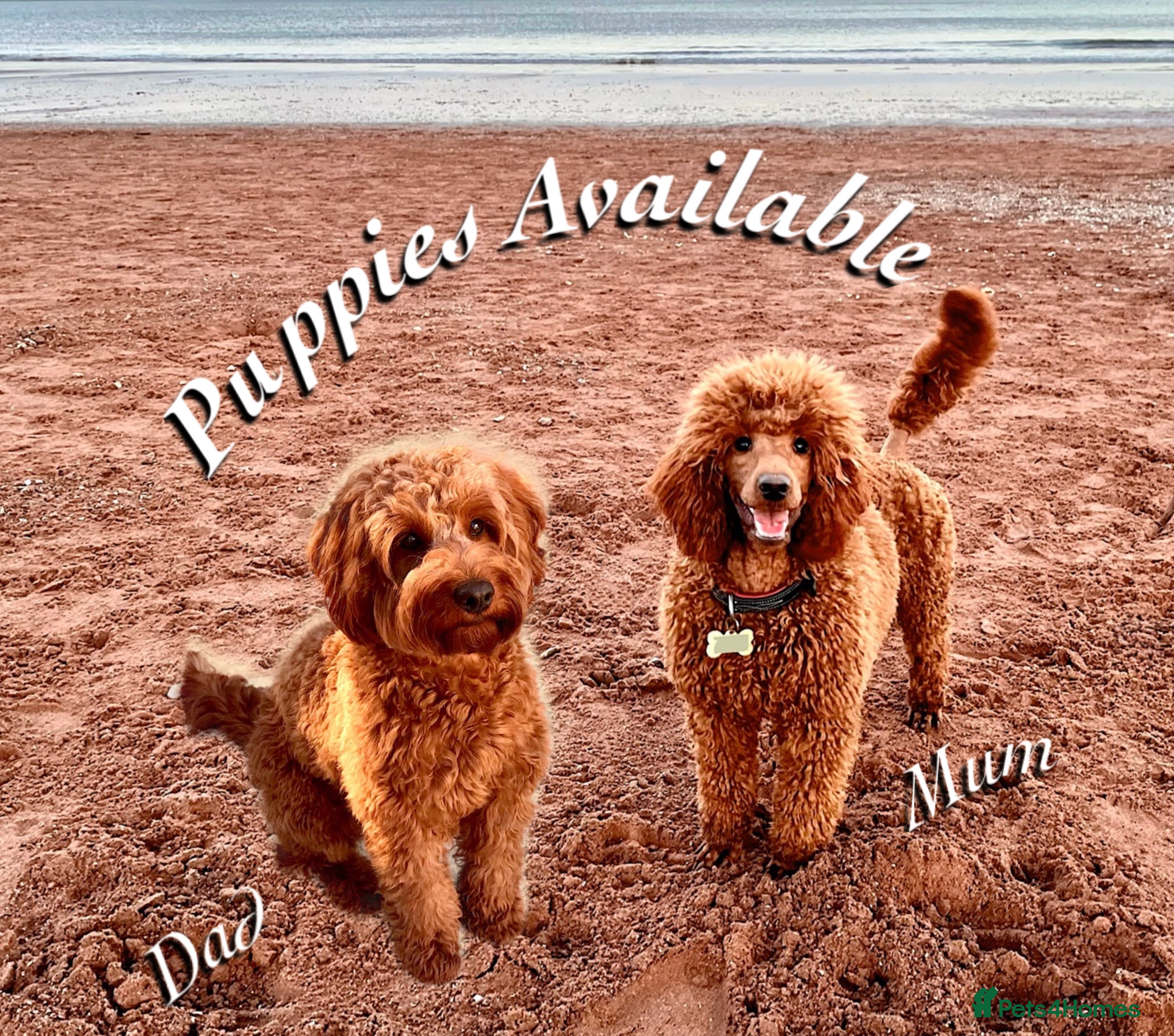 Cockapoo dogs 🌟Red F1BB Hypoallergenic DNA CLEAR Mini Cockapoos - Advert 3