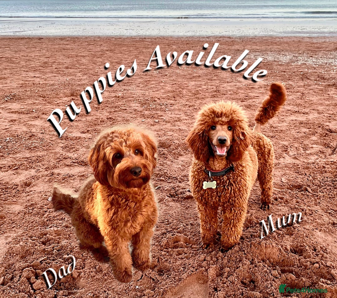 Cockapoo dogs for sale: 🌟Red F1BB Hypoallergenic DNA CLEAR Mini Cockapoos - Advert 1