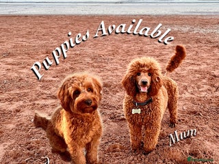 Cockapoo dogs 🌟Red F1BB Hypoallergenic DNA CLEAR Mini Cockapoos - Advert 3