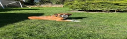 Boxer dogs for sale: Beautiful Boxer Dog - Advert 3