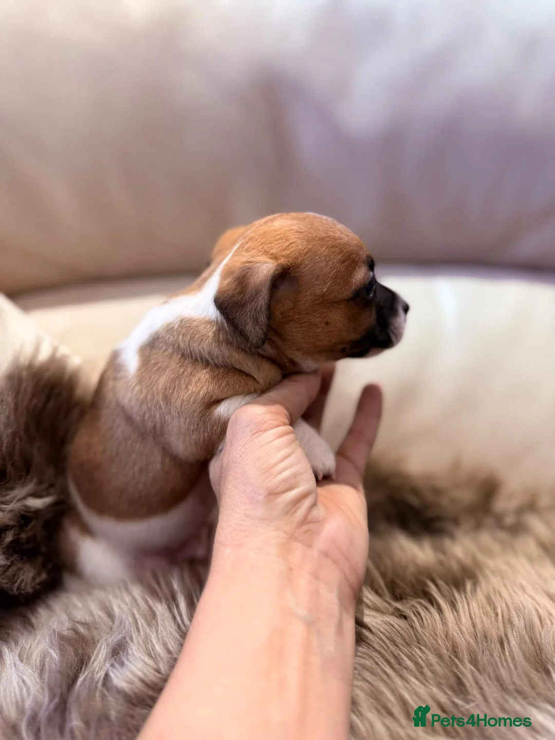 Jack Russell dogs for sale: Minature Jack Russell puppies in Hornchurch - Advert 2