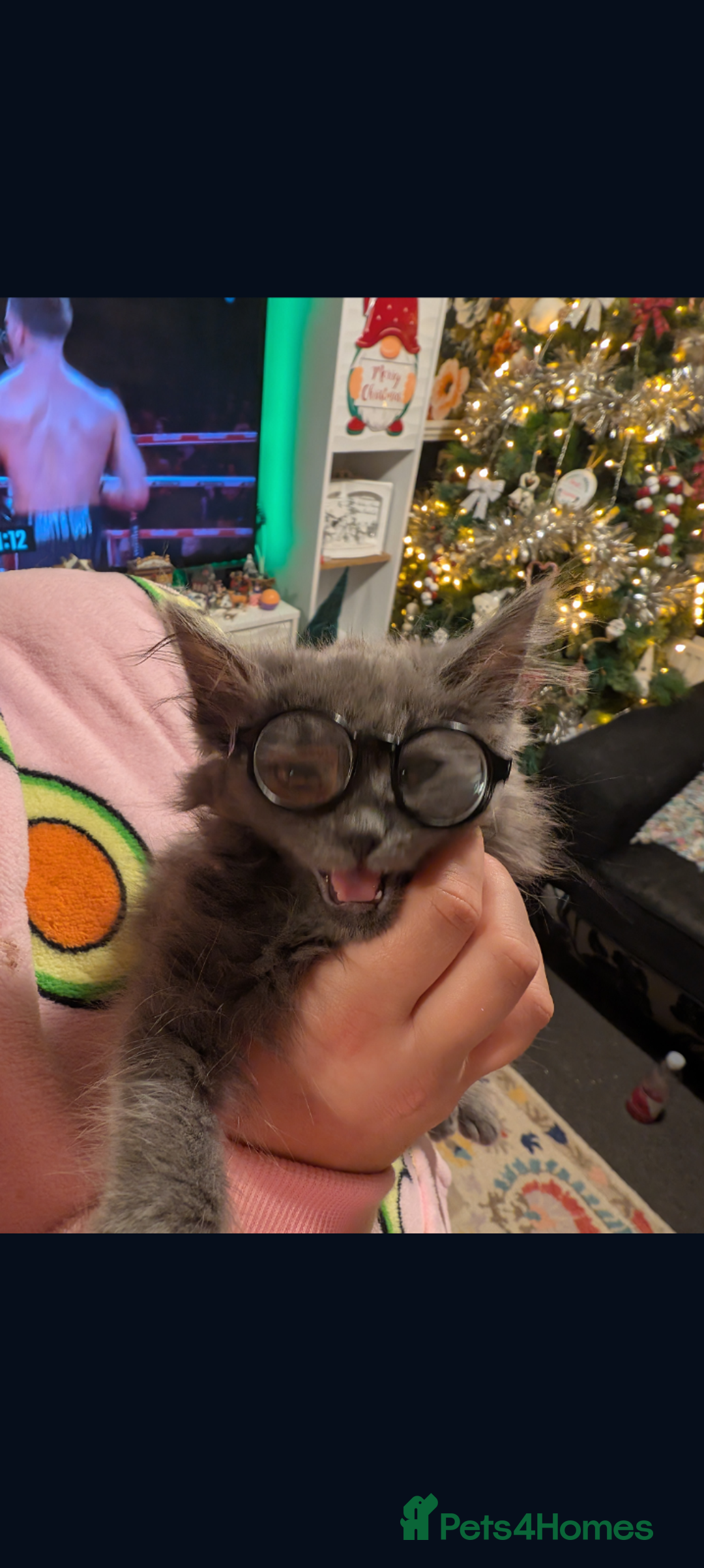 Mixed Breed cats for sale: Norbert  - Advert 6