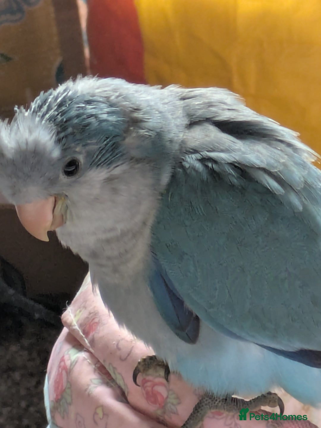 Parakeets birds for sale: Baby Quaker parrots boys and girls available  - Image 6