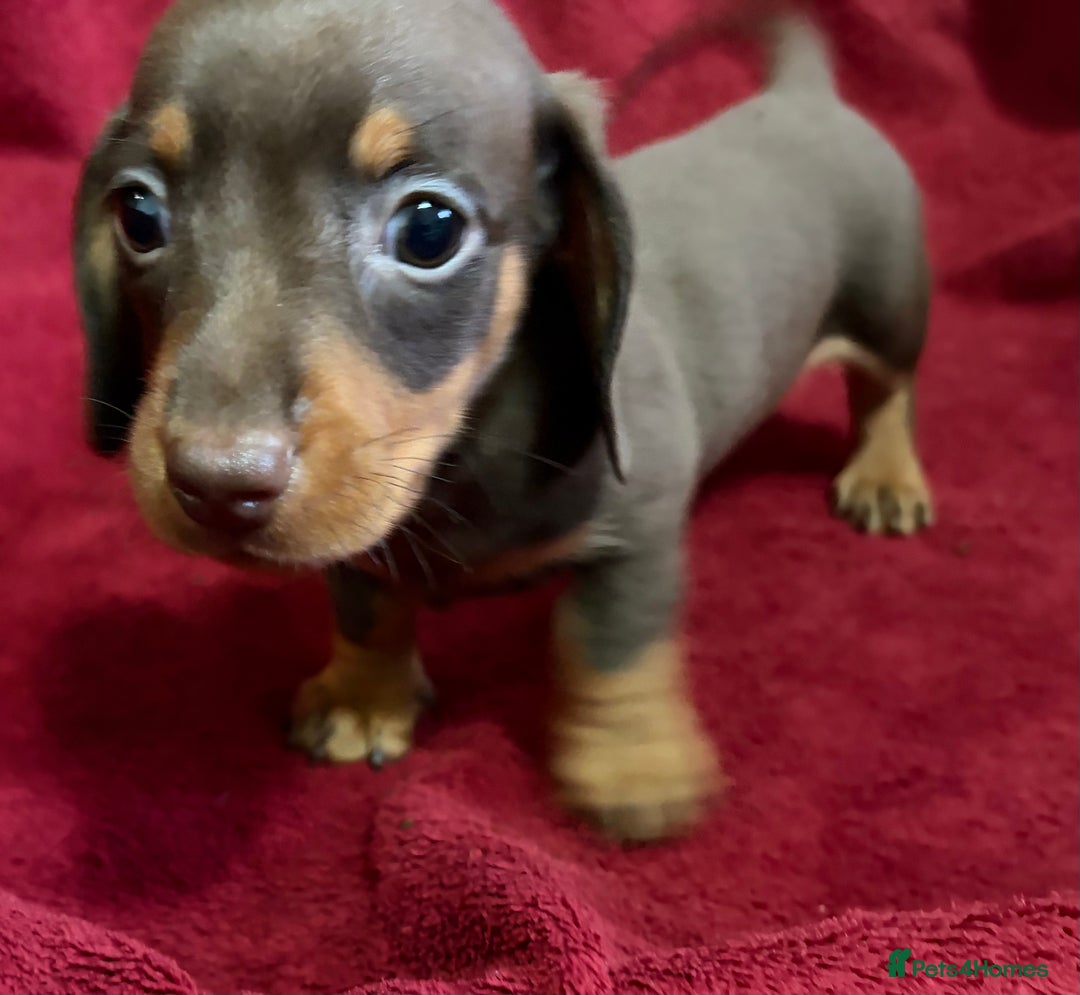 Miniature Dachshund dogs for sale: Stunning Miniature Dachshund Boys 💙 - Advert 21