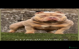 American Bully dogs for sale: 🦍🩸cowboy🤠- micro bully’s for sale  - Image 17