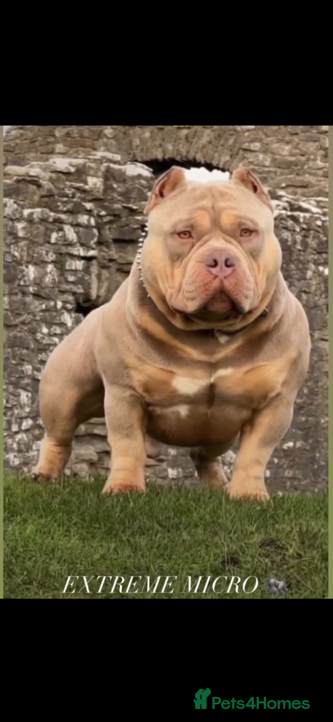 American Bully dogs for sale: 🦍🩸cowboy🤠- micro bully’s for sale  - Image 17