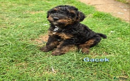 Mixed Breed dogs for sale: Fox Terrier × Australian Labradoodle Pups Sale - Image 14