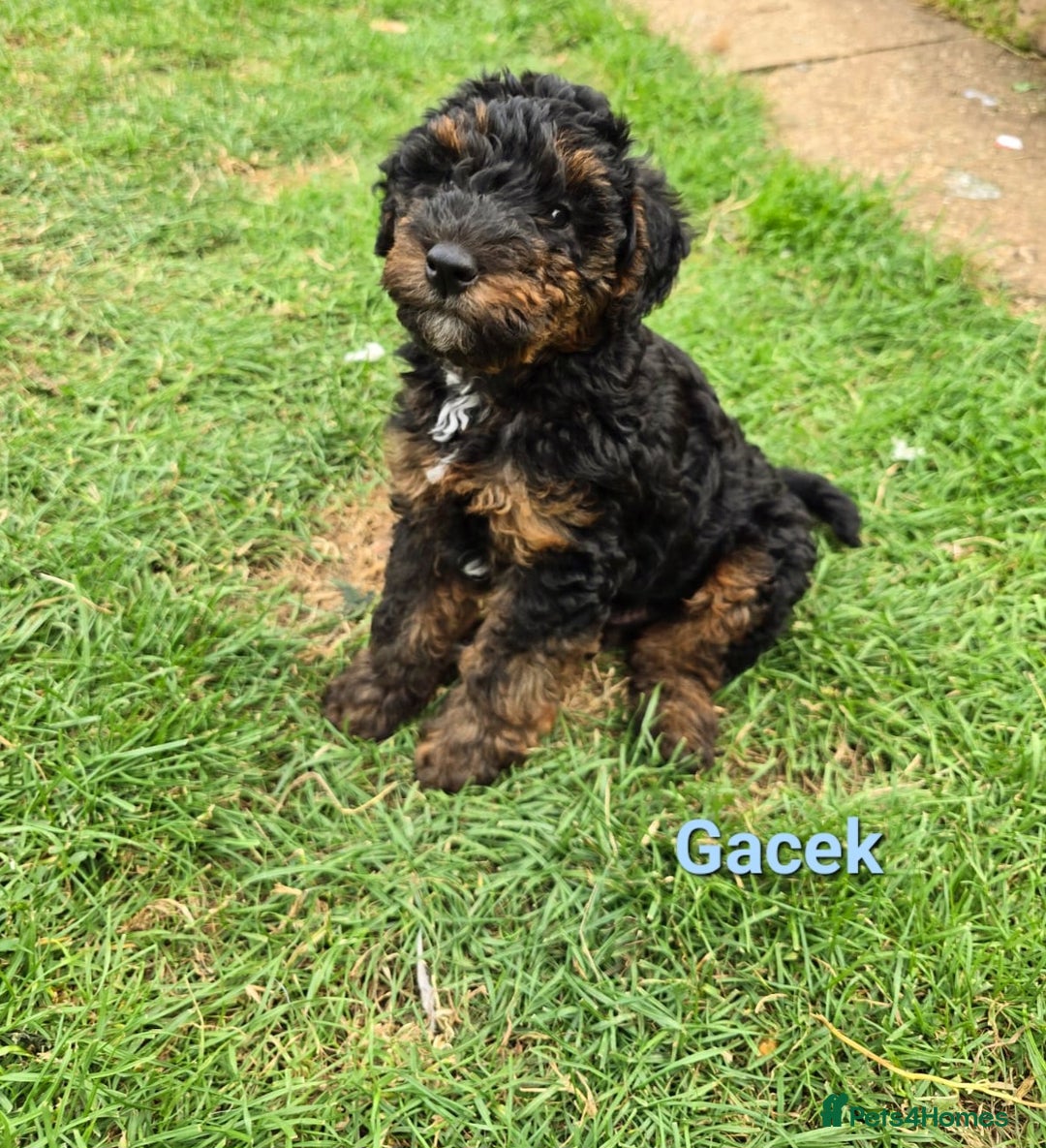 Mixed Breed dogs for sale: Fox Terrier × Australian Labradoodle Pups Sale - Image 14