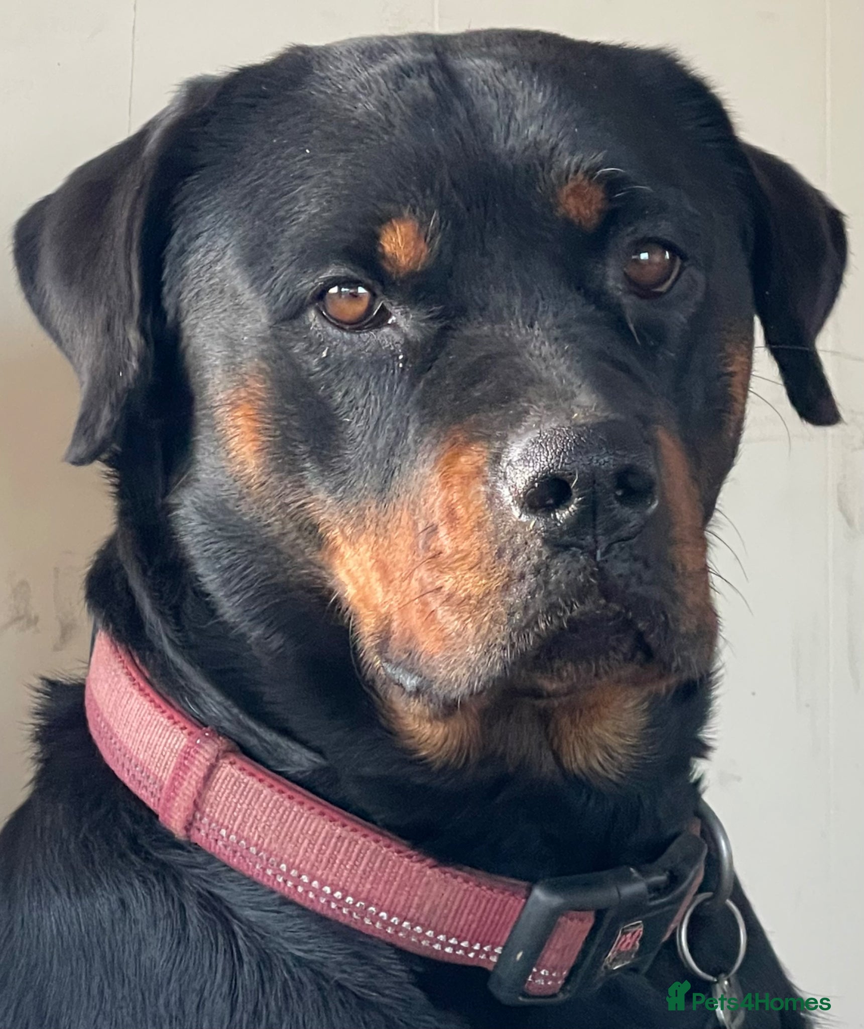 Rottweiler dogs for sale: Gorgeous chunky girl  - Advert 5