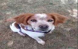 Brittany Spaniel dogs for adoption: Cronos a wonderful Brittany - Image 10