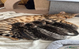 Bengal cats for sale:  Bengal kittens - Image 10