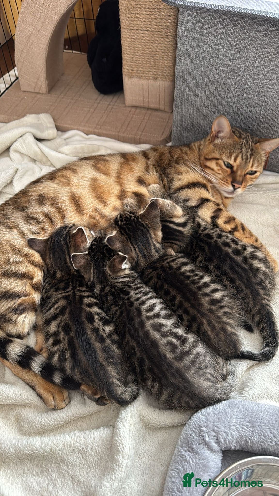 Bengal cats for sale:  Bengal kittens - Image 10
