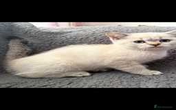 British Shorthair cats for sale: Kittens - Image 2