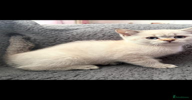 British Shorthair cats - Advert 8