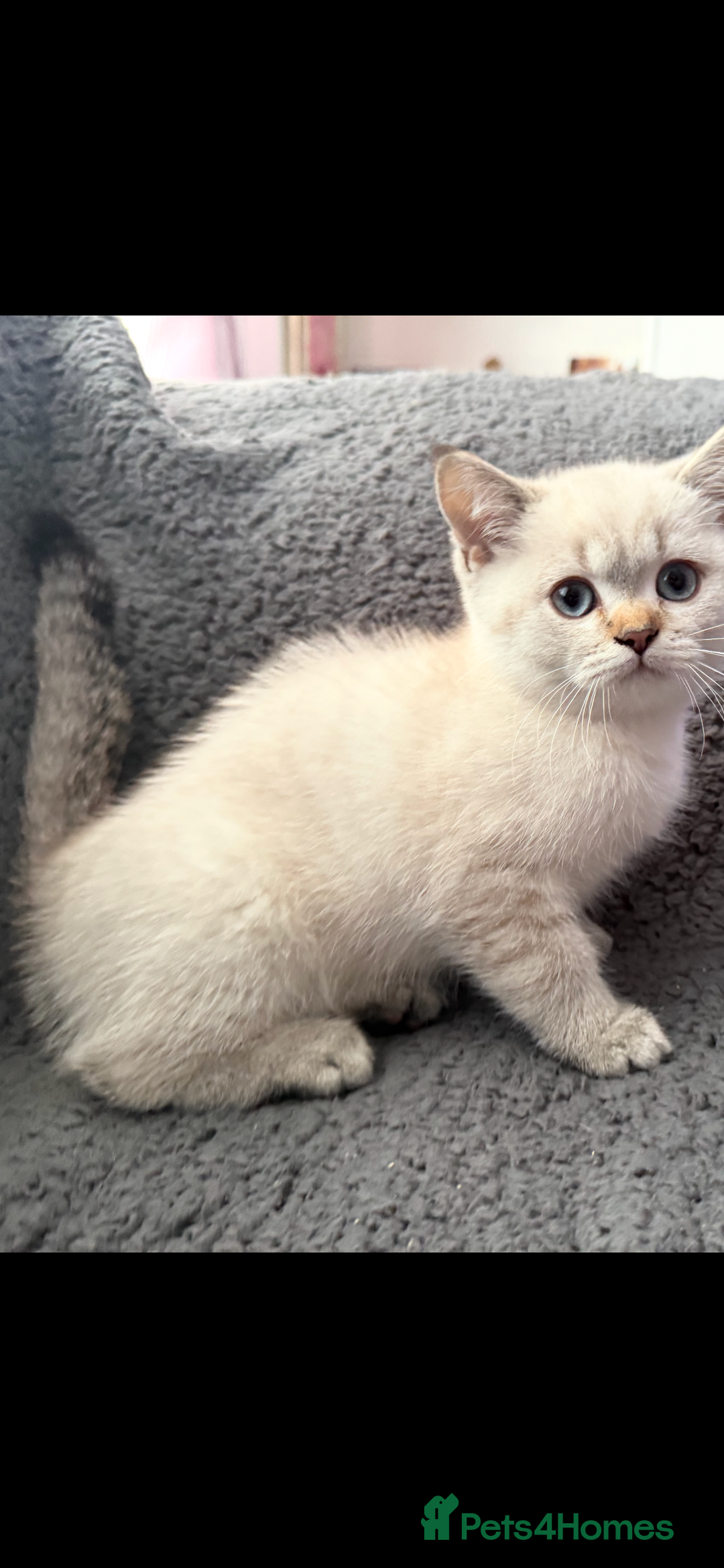 British Shorthair cats for sale: Kittens - Image 2