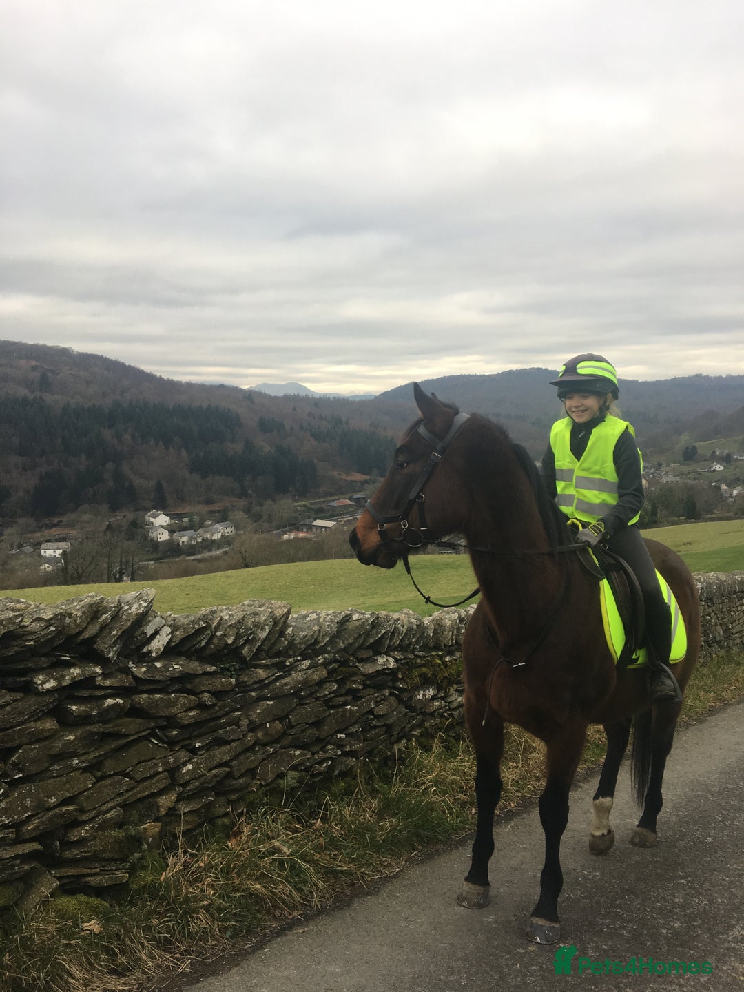 English Thoroughbred horses for sale: Lovely TB Gelding  - Advert 5