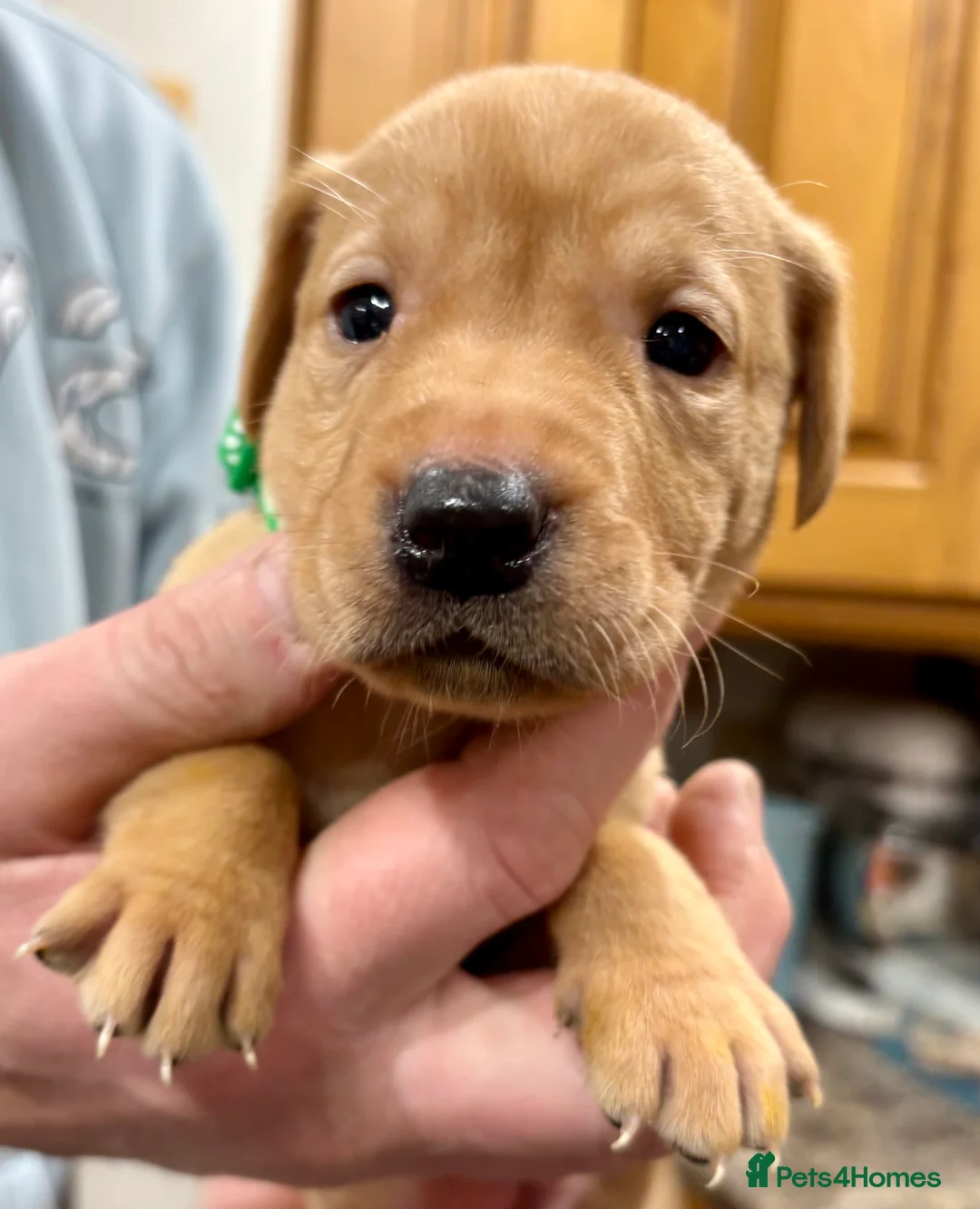 Labrador Retriever dogs for sale: Ready now! Beautiful Labrador pups (KC Reg) - Advert 32