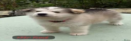Alaskan Malamute dogs for sale: READY NOW Champion line KC Alaskan Malamute Pups  - Advert 16