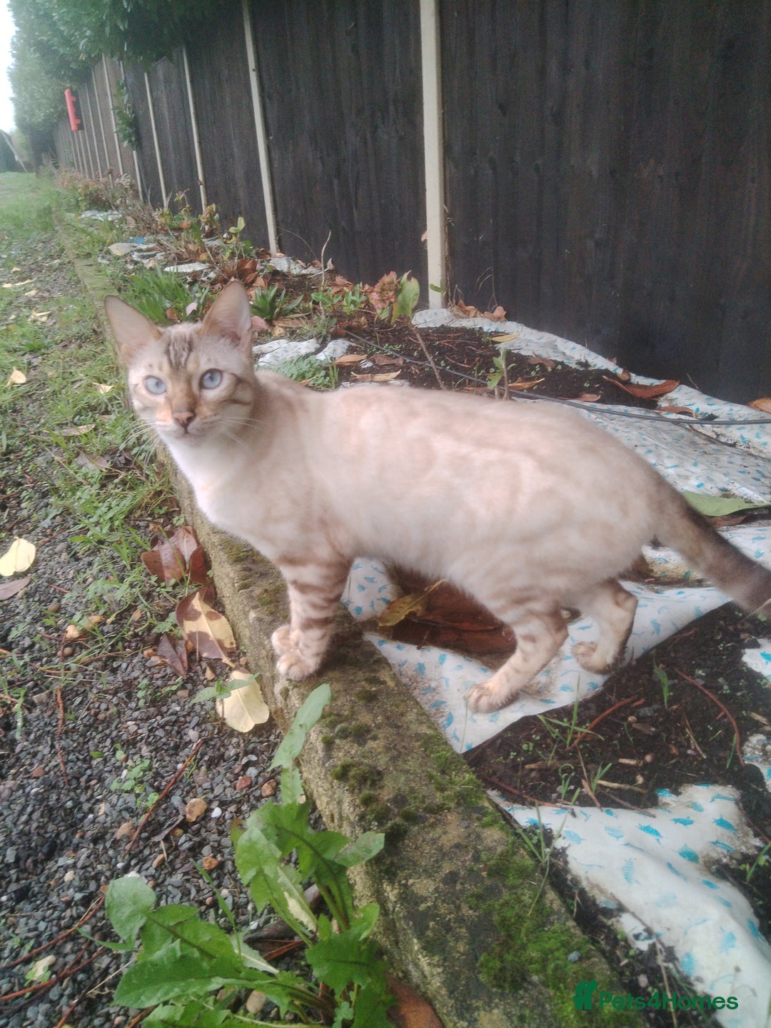 Bengal cats for sale: Bengal Tenager boys - Advert 1