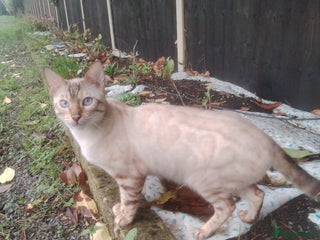 Bengal cats Bengal Tenager boys - Advert 1