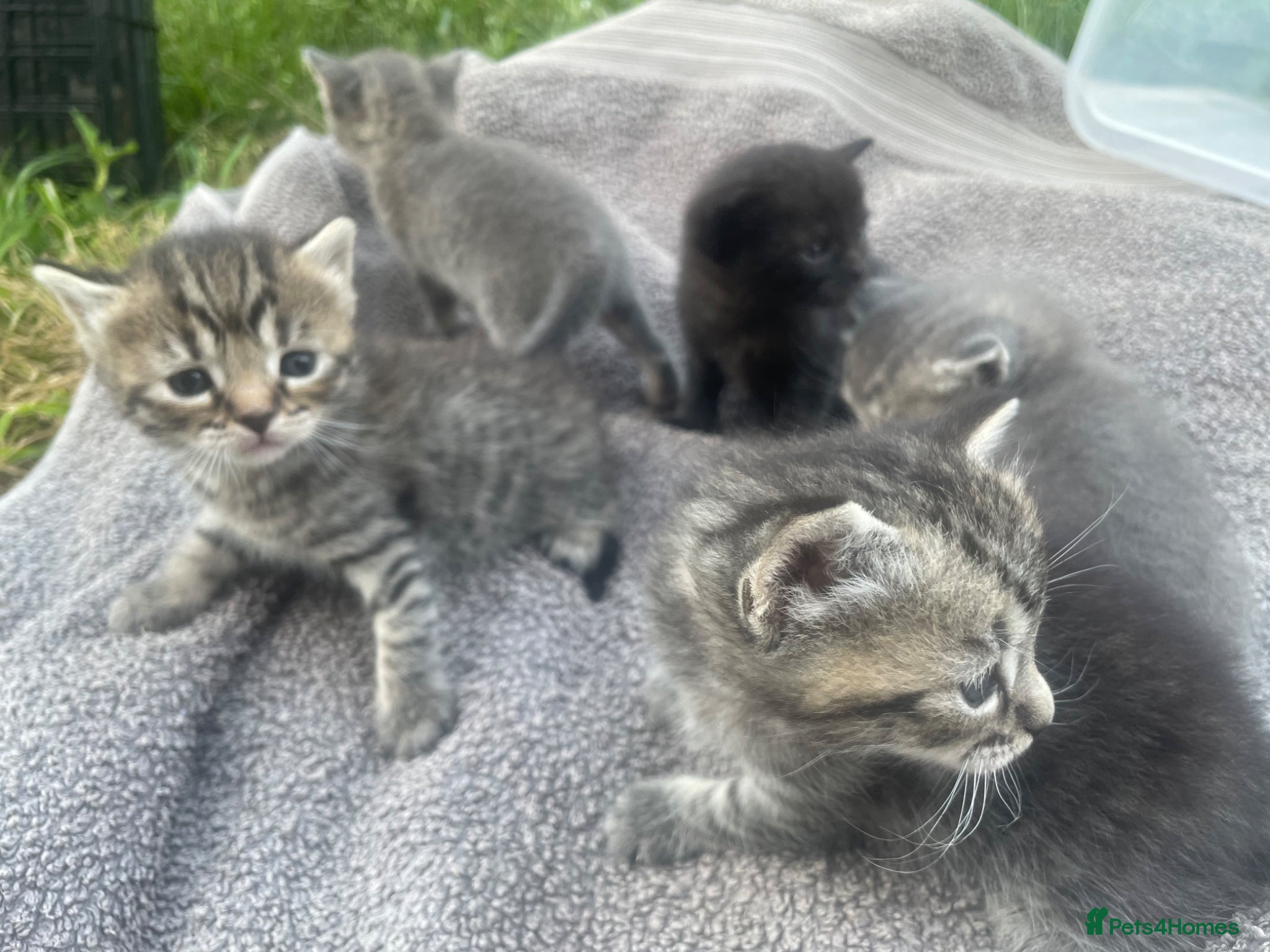 British Shorthair cats for sale: Gorgeous British Shorthair x Bengal kittens in Cheddar - Advert 10