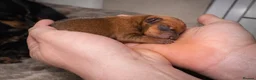 Miniature Pinscher dogs for sale: Miniature Doberman Pinscher Puppies  - Advert 8