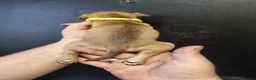 Staffordshire Bull Terrier dogs for sale: Staffy puppies for sale ready early july - Advert 7