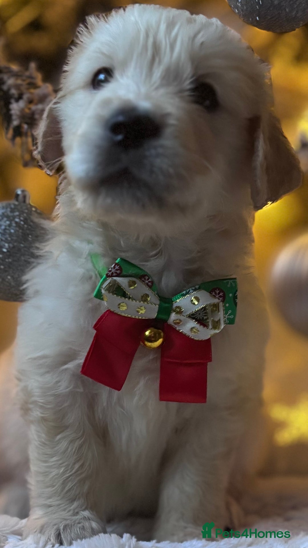 Golden Retriever dogs for sale: champion lines kc golden retriever puppies  - Advert 11