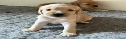 Cockapoo dogs for sale: Beautiful Cockapoo Puppies  - Advert 3